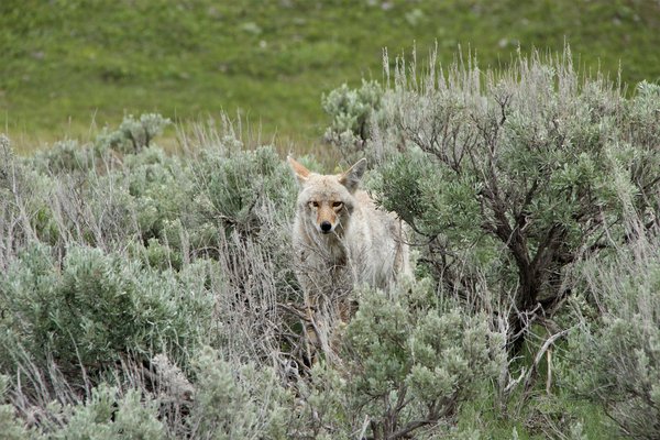 Quels sont les meilleurs spots pour la photographie de la faune dans le parc national de Yellowstone, USA?