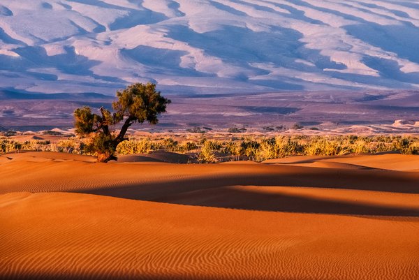 Comment organiser une randonnée dans le désert de Namibie avec un guide local ?